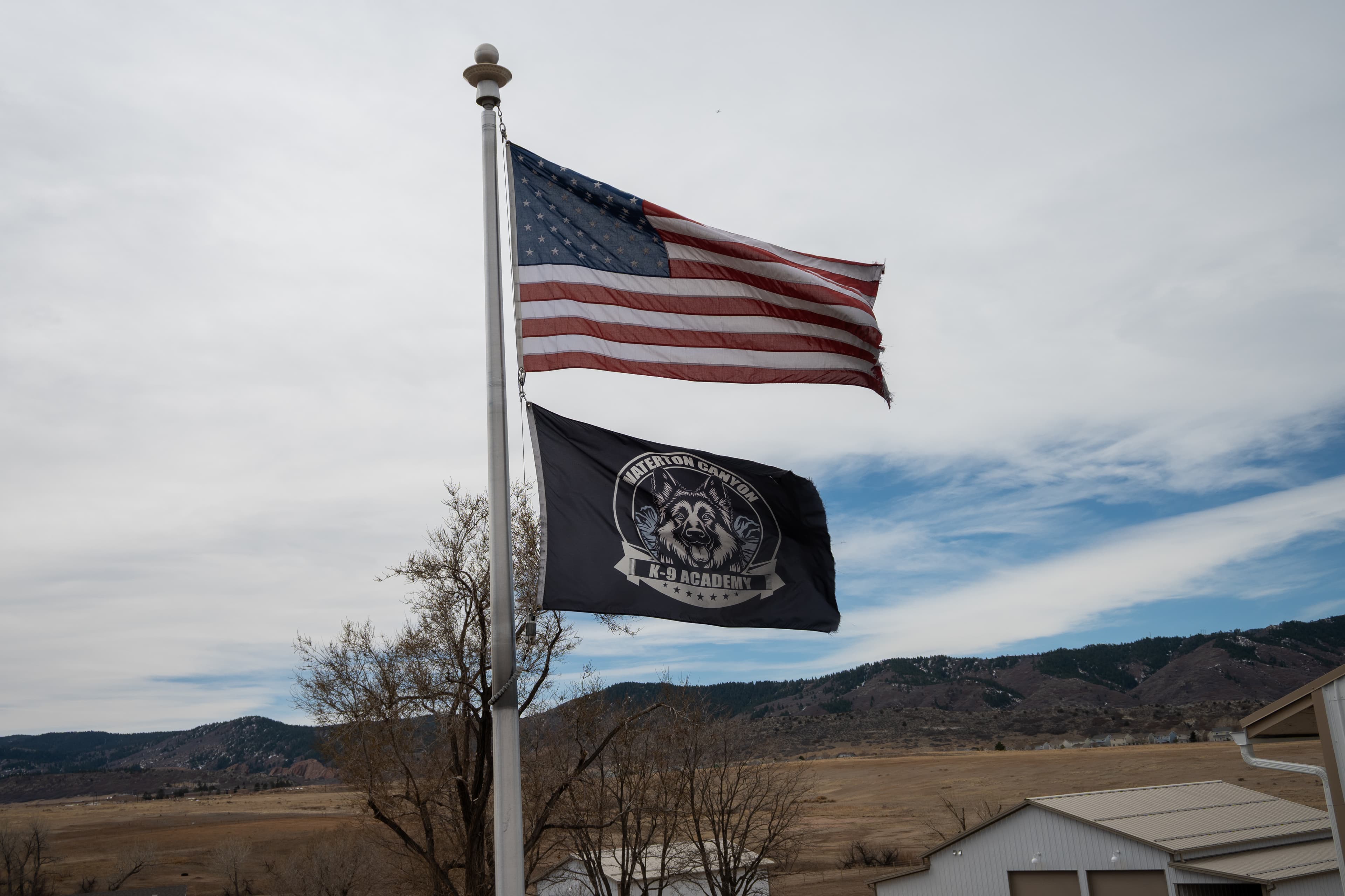 Dog in a professional training session